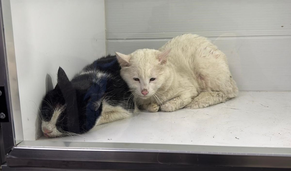 Sivas’ta Yangın Faciası Bir Evde 26 Kedi Can Verdi (3)