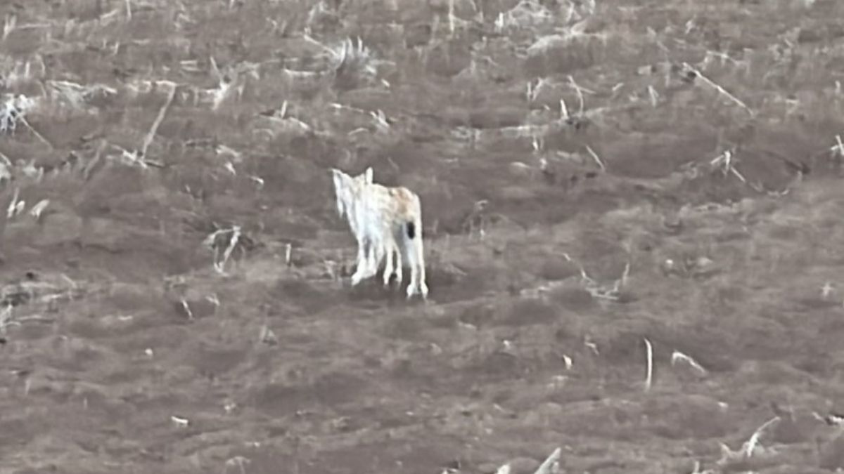 Sivas’ta Yavru Vaşak Kamerada Uzaklaşırken Arkasına Dönüp Bakması Duygulandırdı (4)