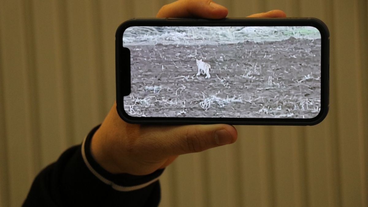 Sivas’ta Yavru Vaşak Kamerada Uzaklaşırken Arkasına Dönüp Bakması Duygulandırdı (5)