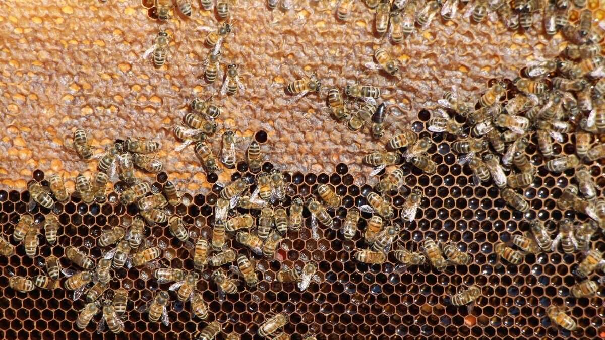 Türkiye’de Seçimi Kim Kazanacak Seçim Hakkı Artık Onlarda! (4)