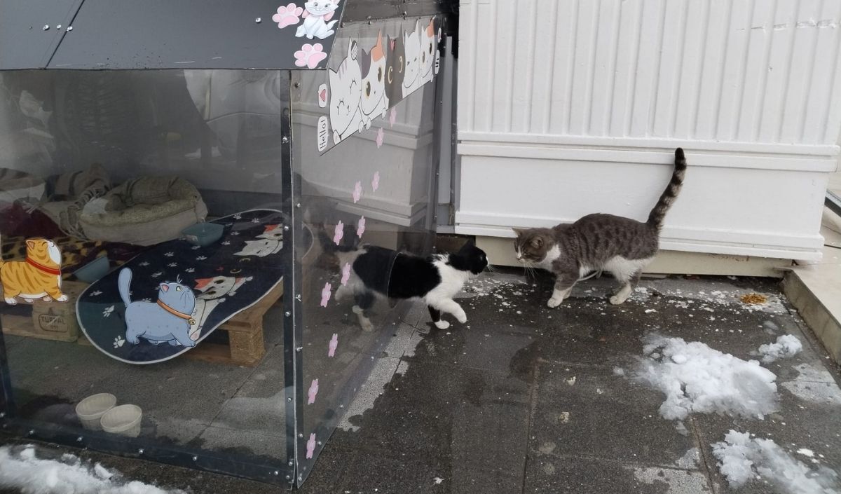 Isıtmalı Kedi Evi (2)