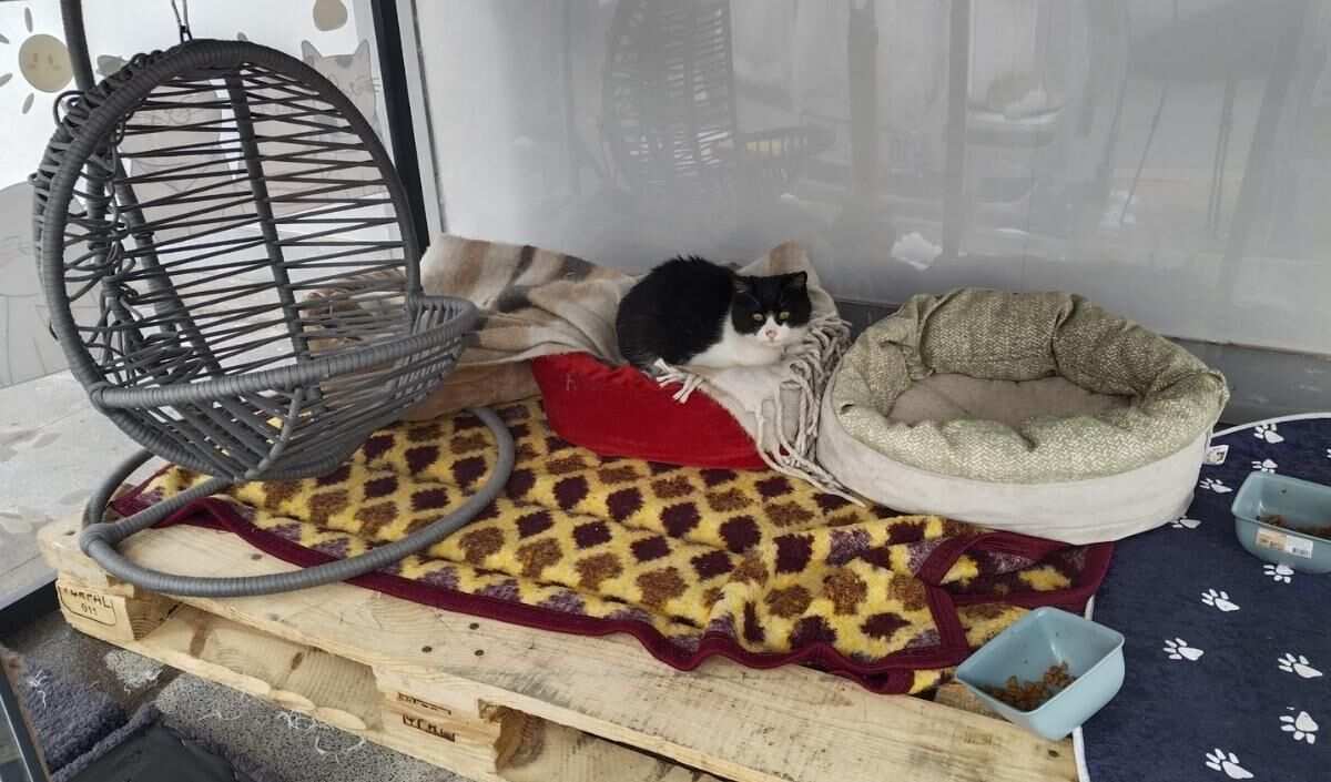 Isıtmalı Kedi Evi (3)